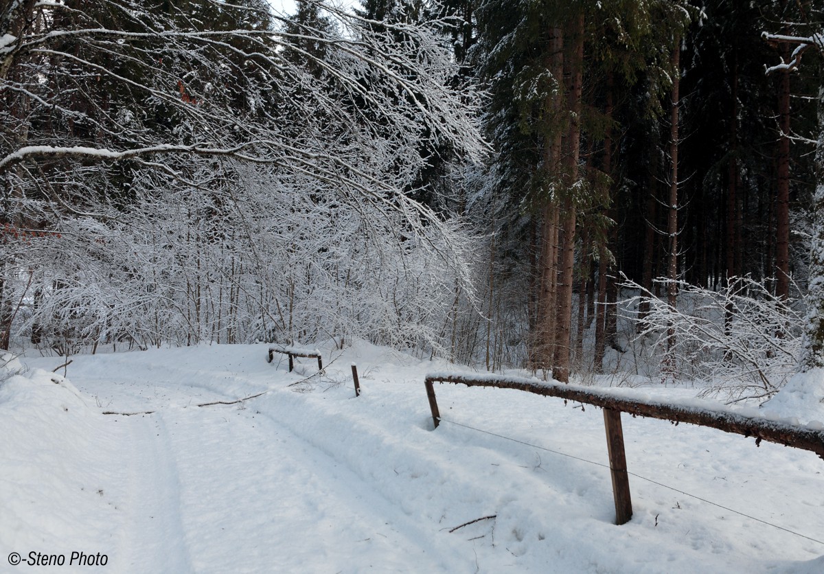 The road in the woods
