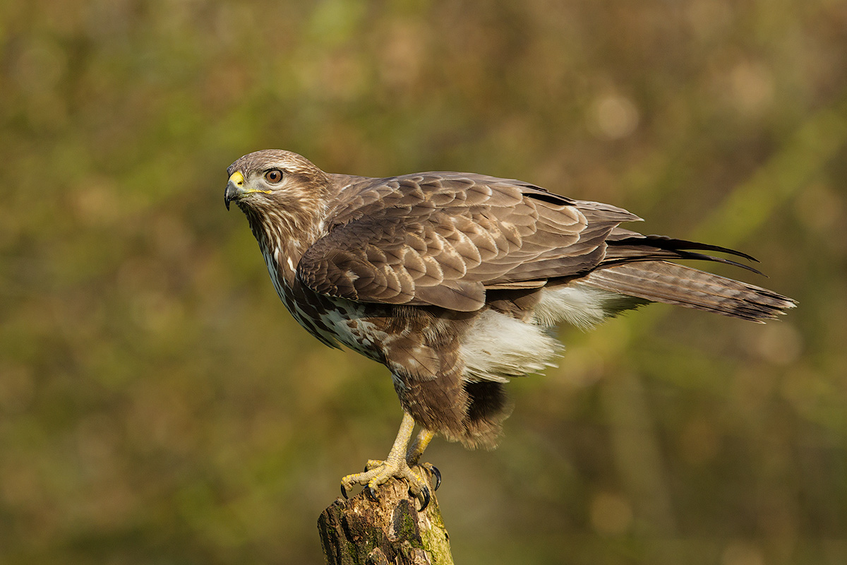 buzzard