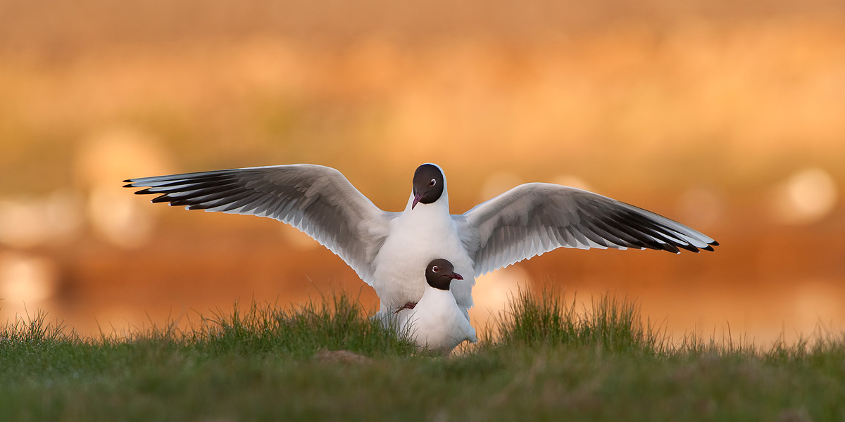 Dawn of the fire for a couple of seagulls