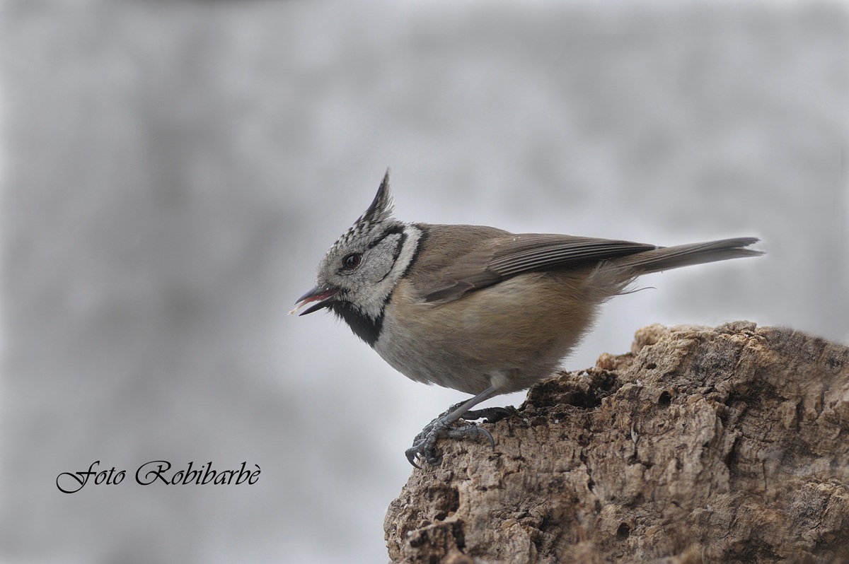 Cincia dal ciuffo....