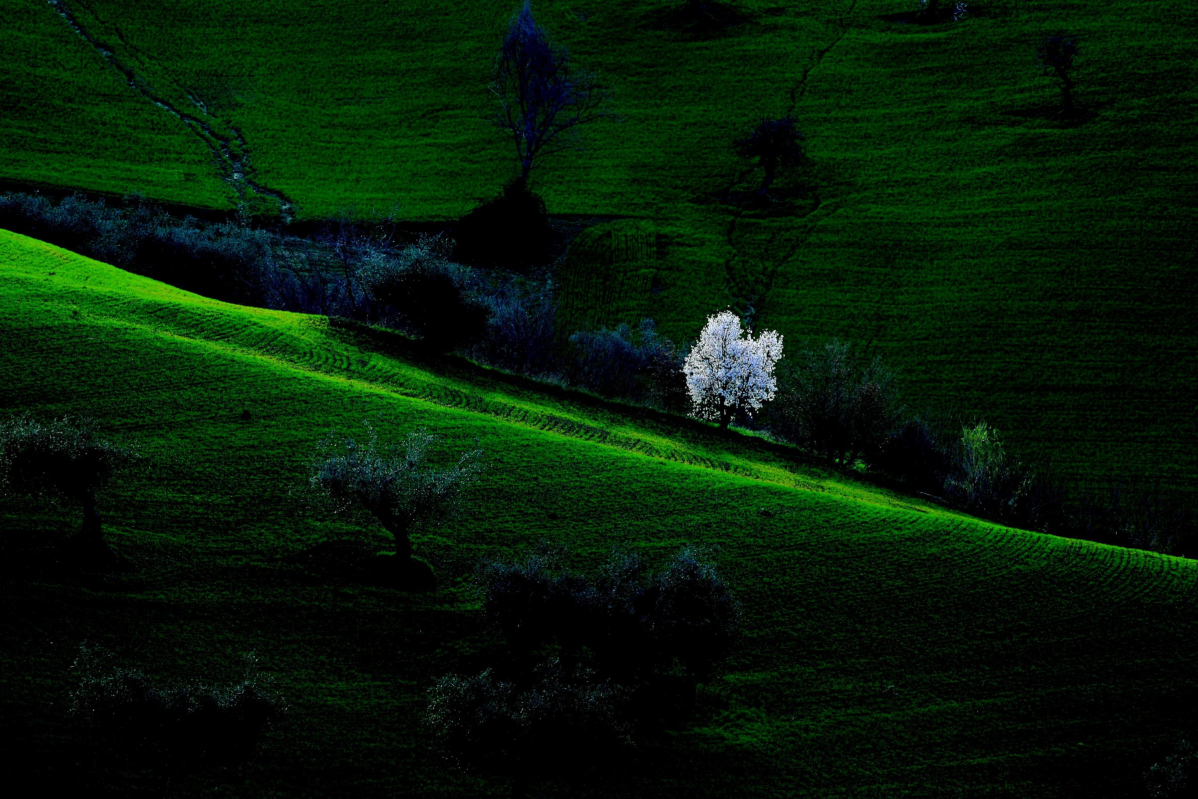 Il corpo chiaro della primavera-