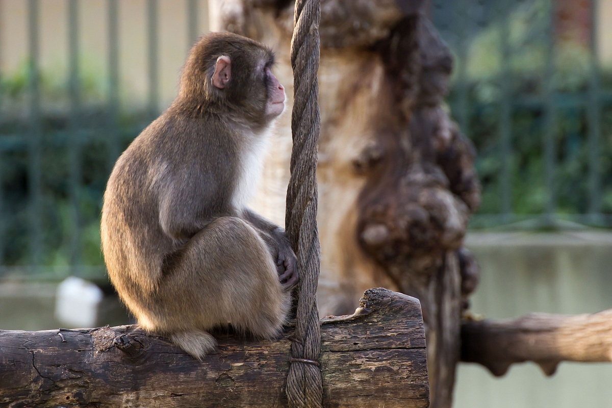 Japanese Macaque