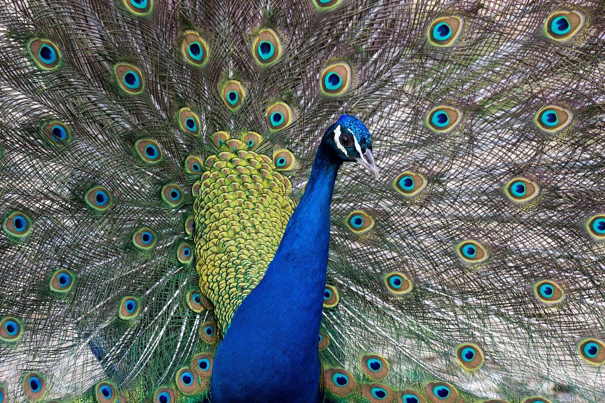 Peacock