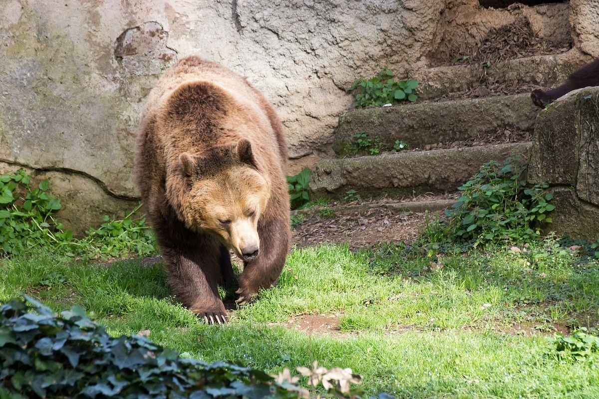 Brown Bear