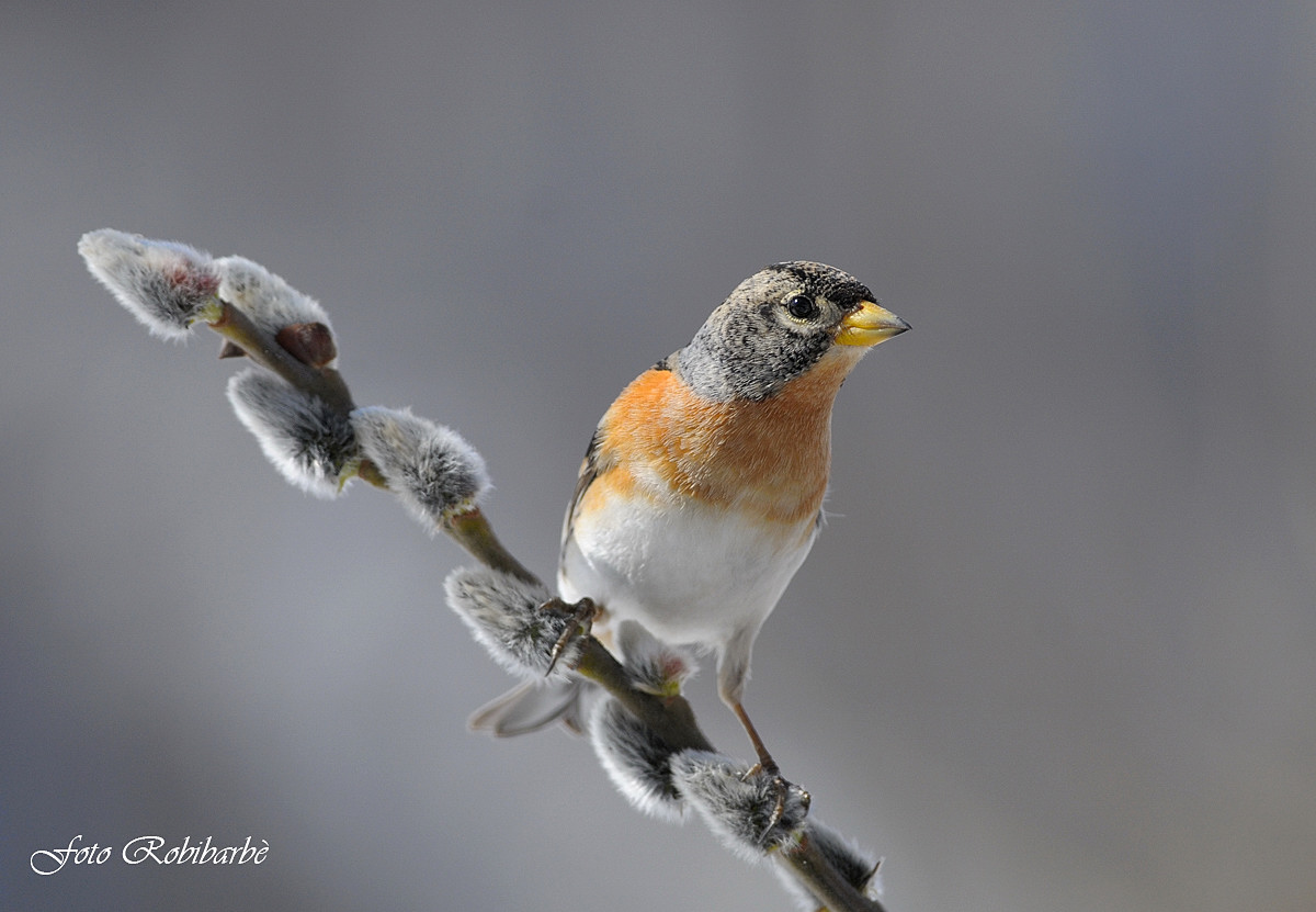 Peppola... vellutata...