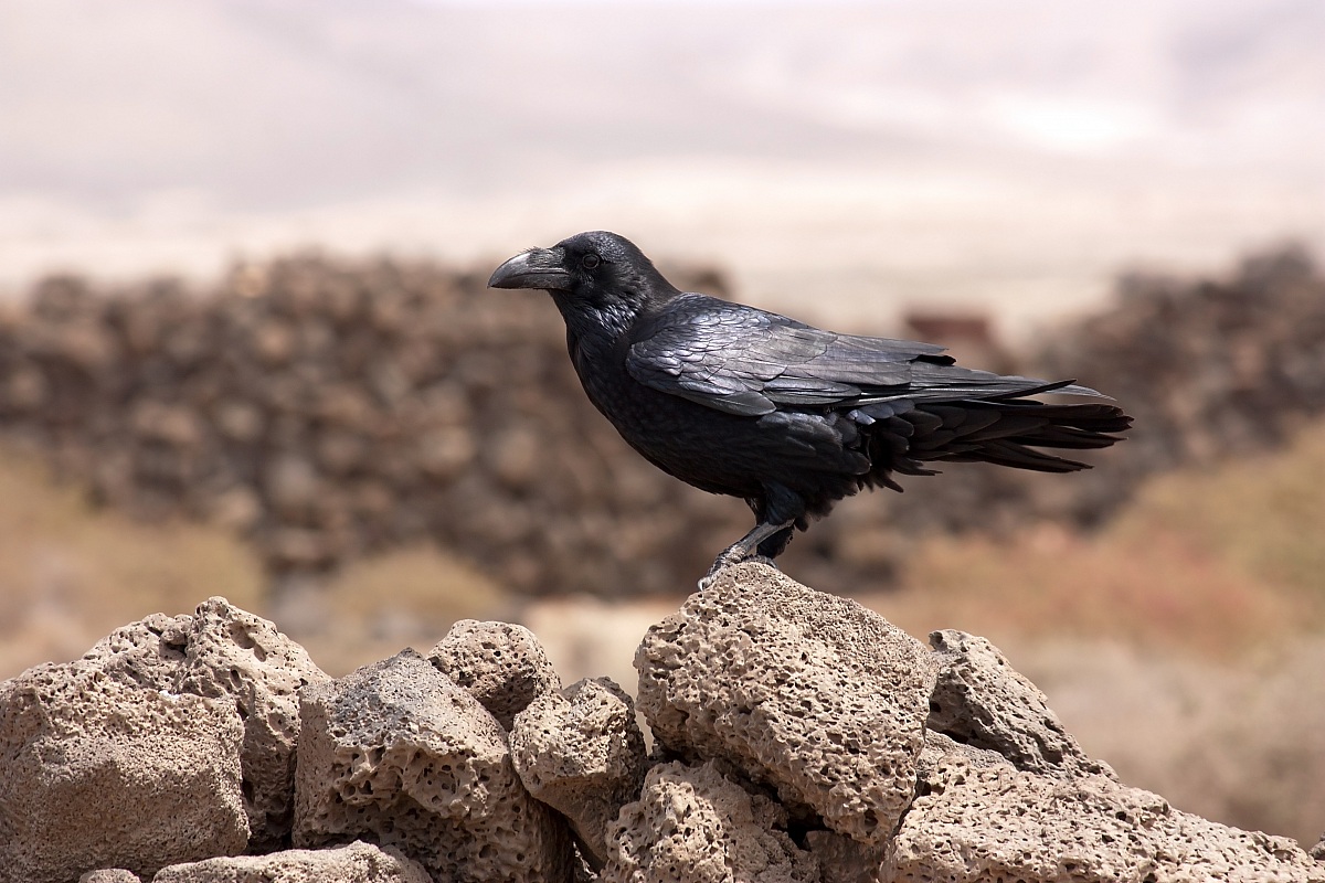 Corvus corax