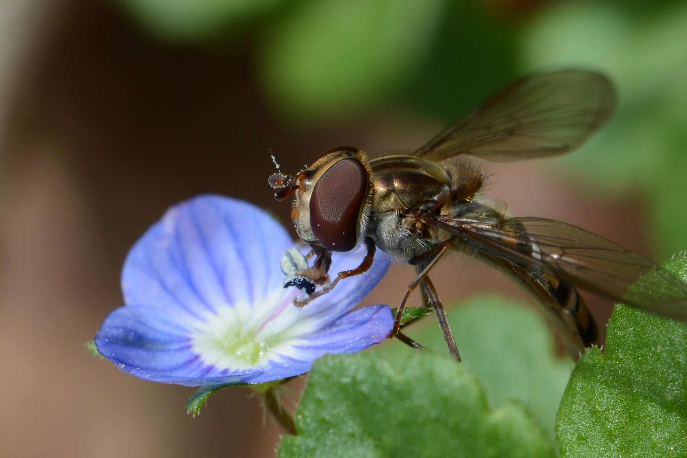 Vespa (?) To "Eye of the Virgin"