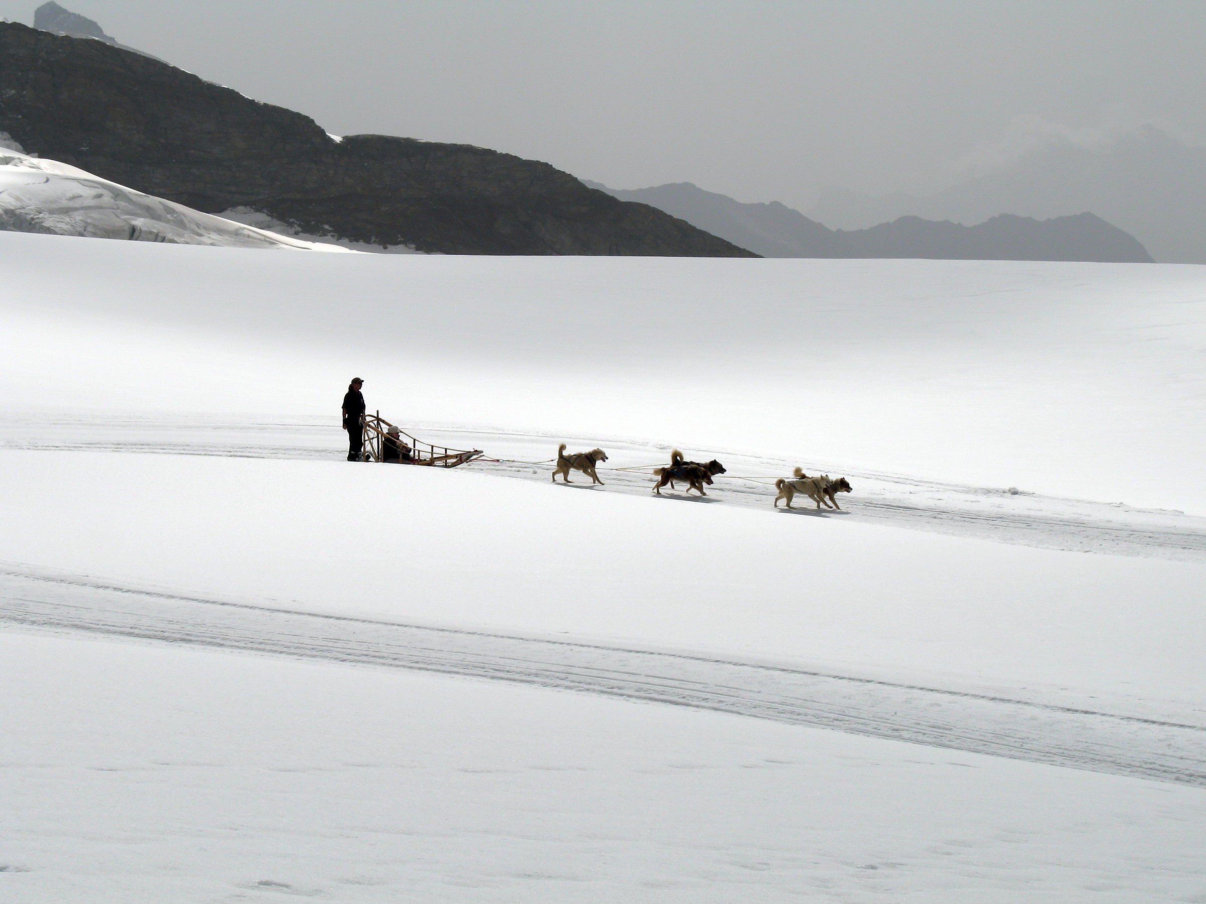 Sleedog sullo Jungfrau