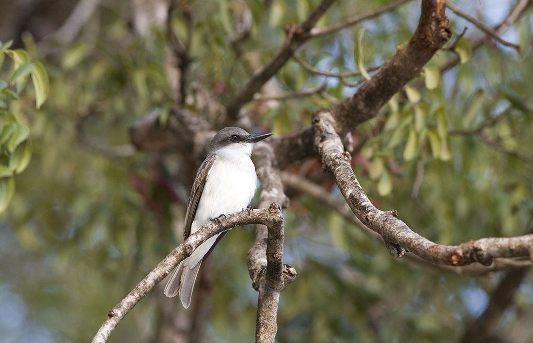 Insettivoro pancia bianca