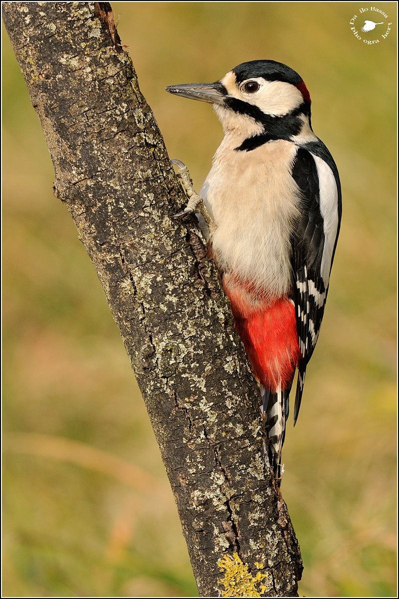 Great Spotted Woodpecker