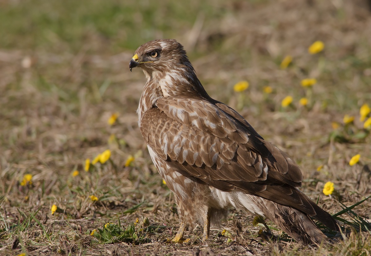 Buzzard