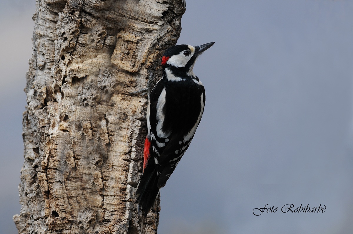 Picchio rosso maggiore....