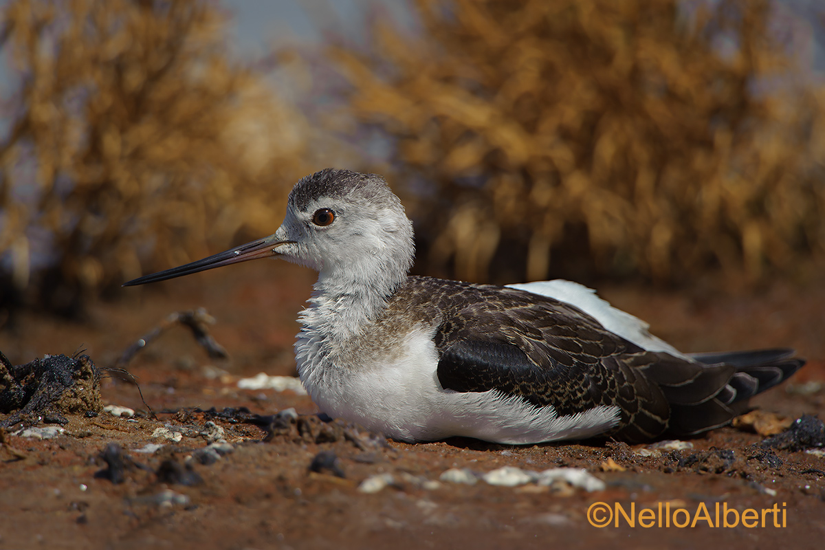 cavaliere d'Italia immaturo