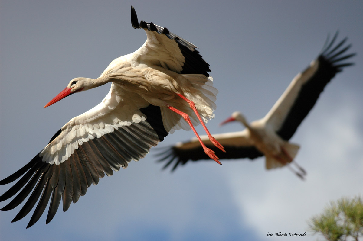 Cicogne in volo