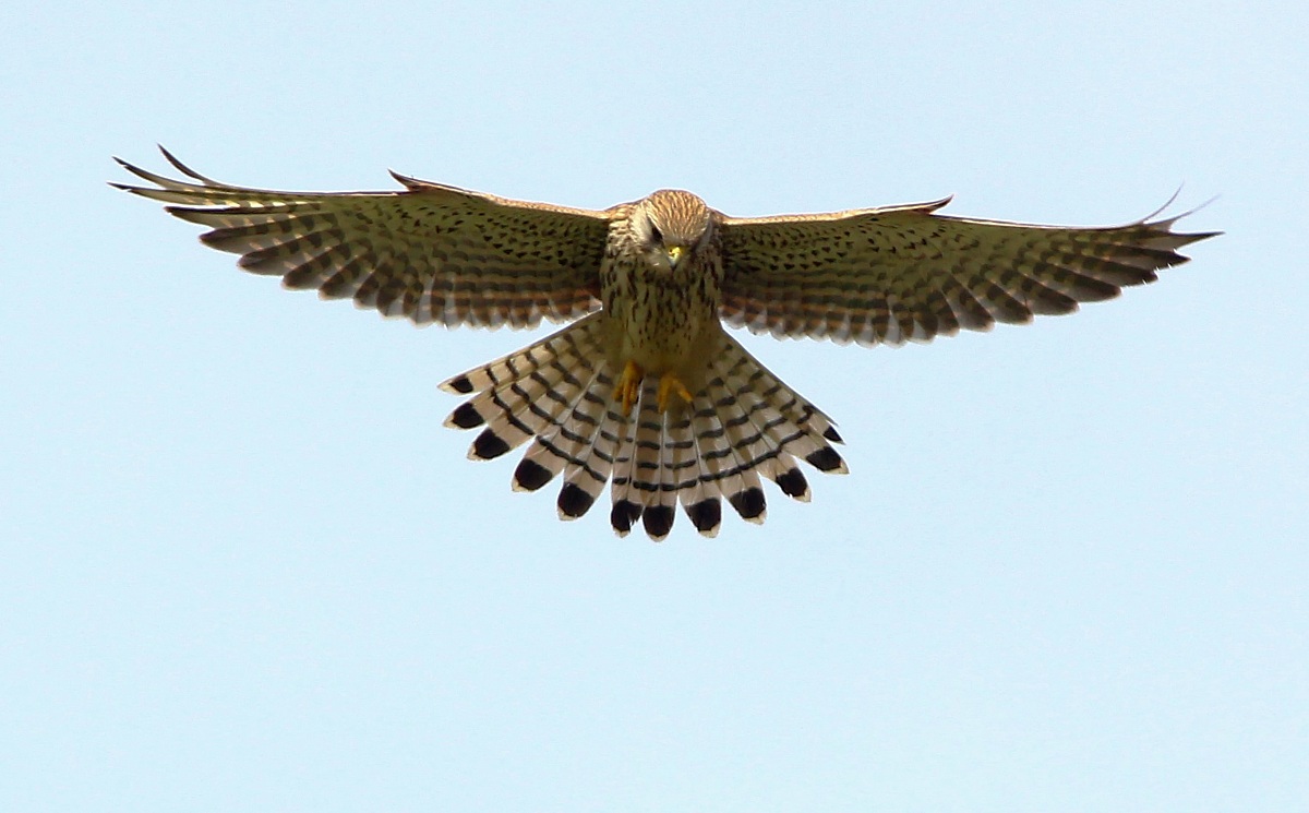 Gheppio spirito santo 2