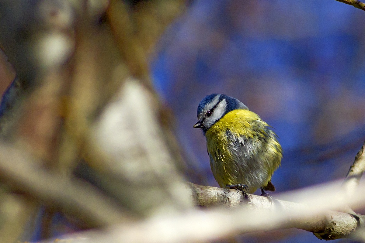 Tit after bath