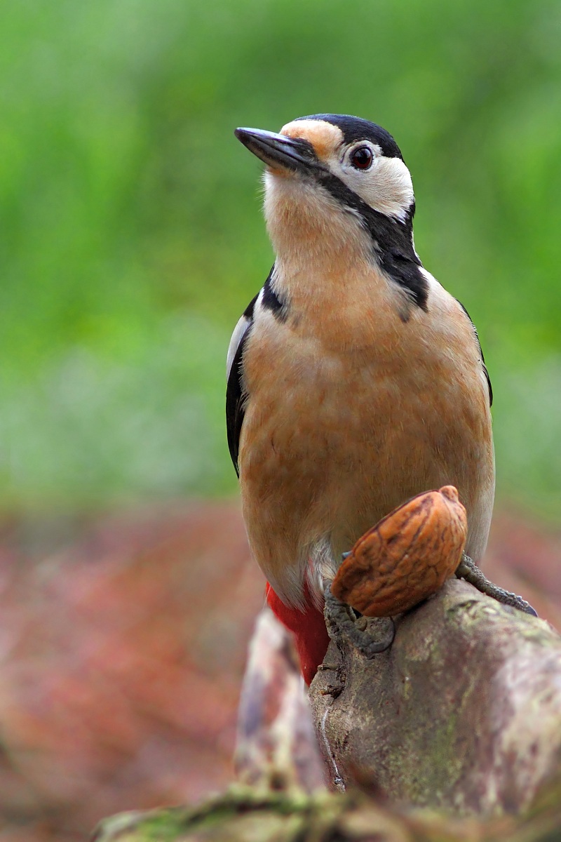 Sbrigati che devo mangiare