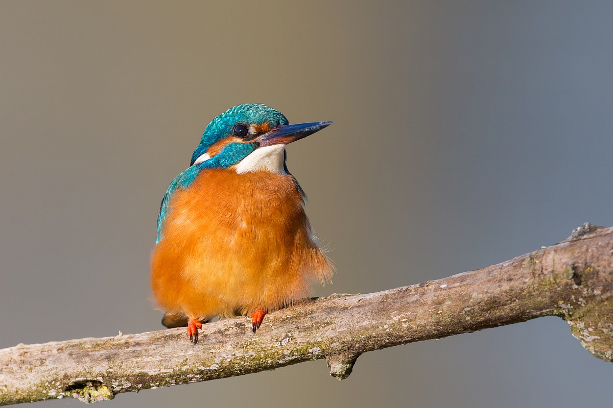 La mia amica martina (becco spuntato)