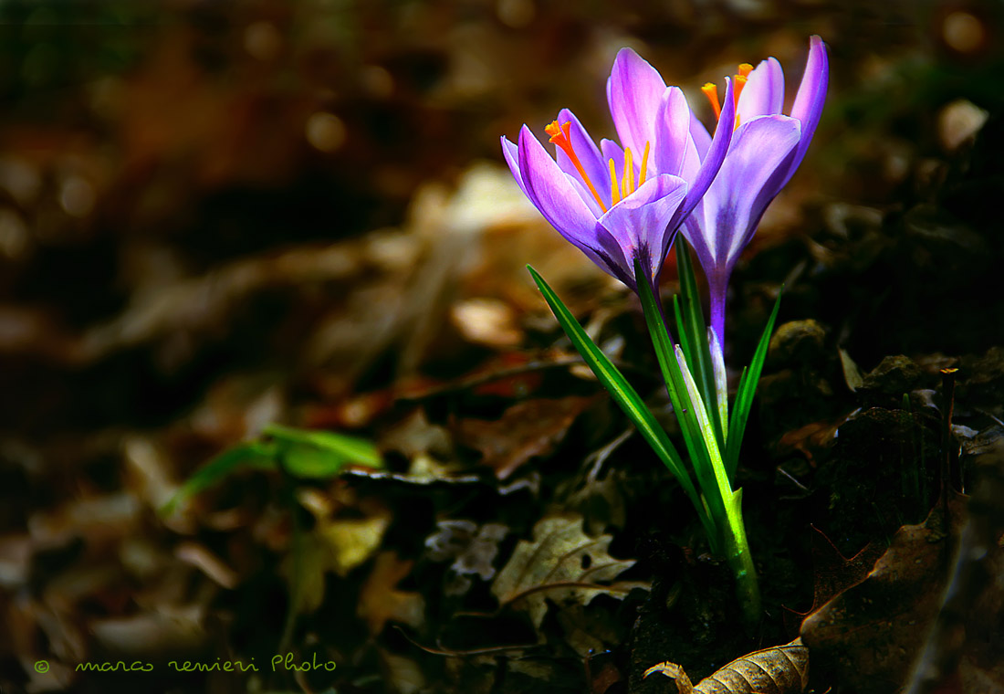 crocus