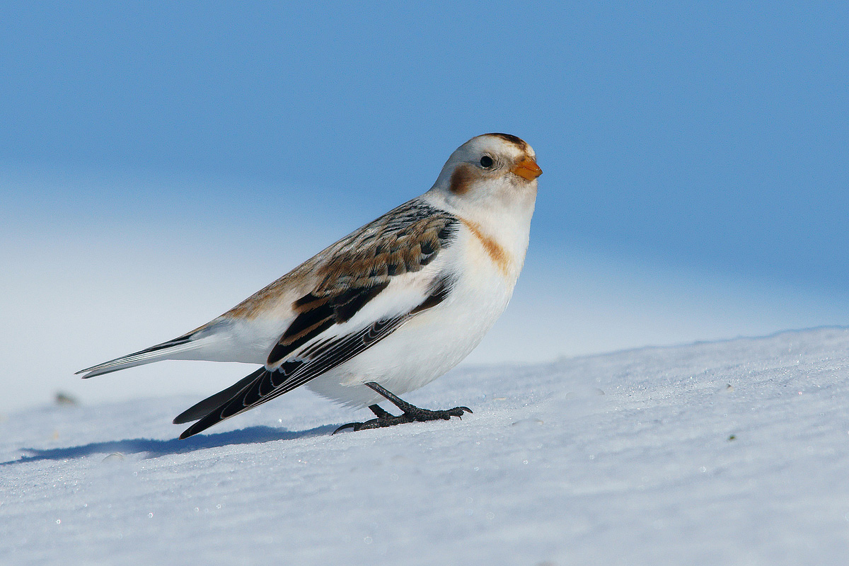 Snow Bunting
