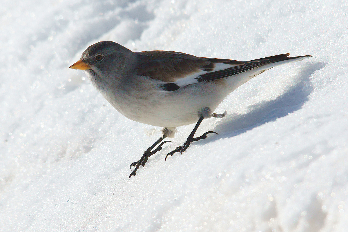 Snowfinch