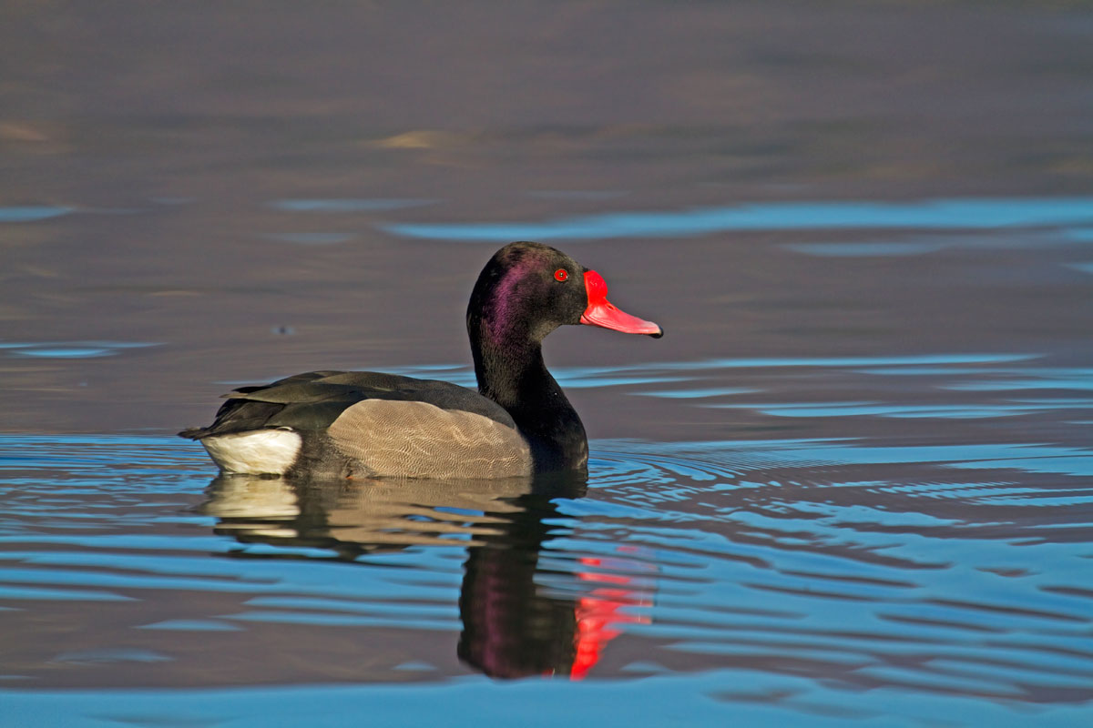 What do you think of my paperotta