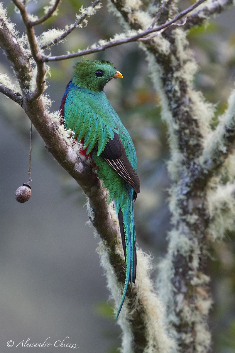 The young quetzal