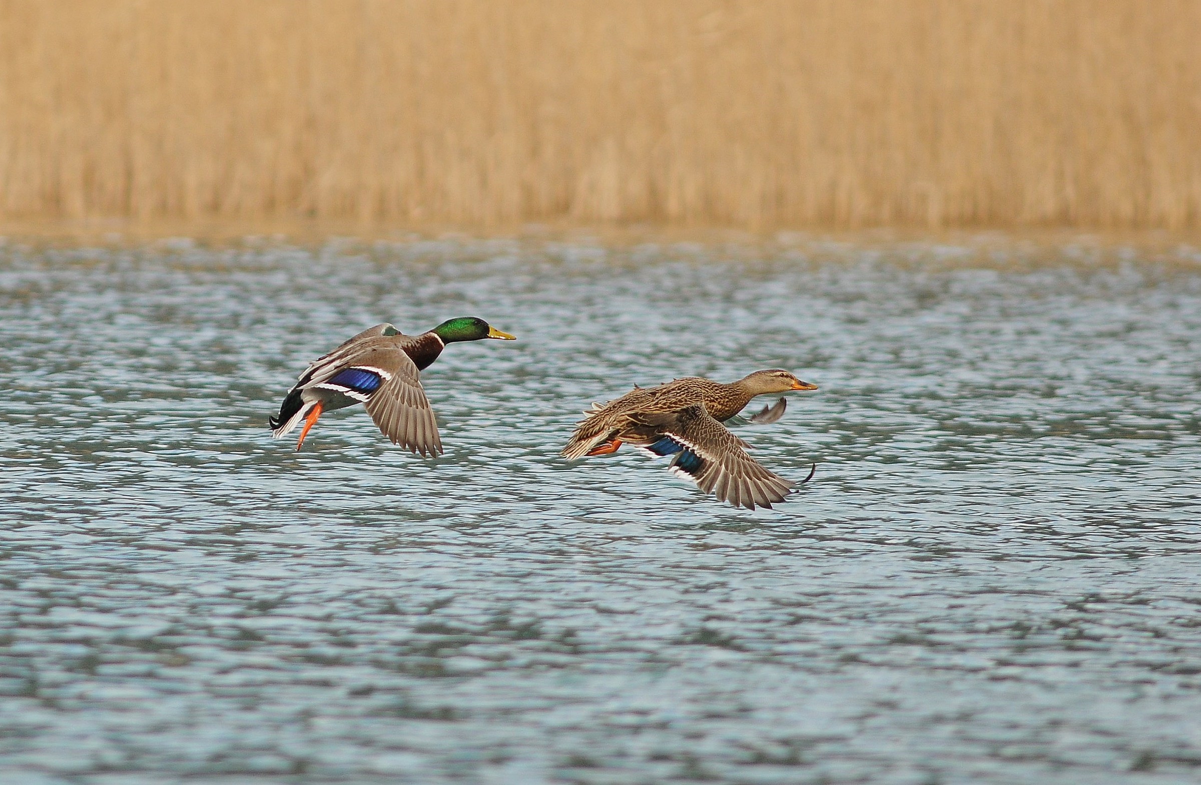 Germano and Germana in flight