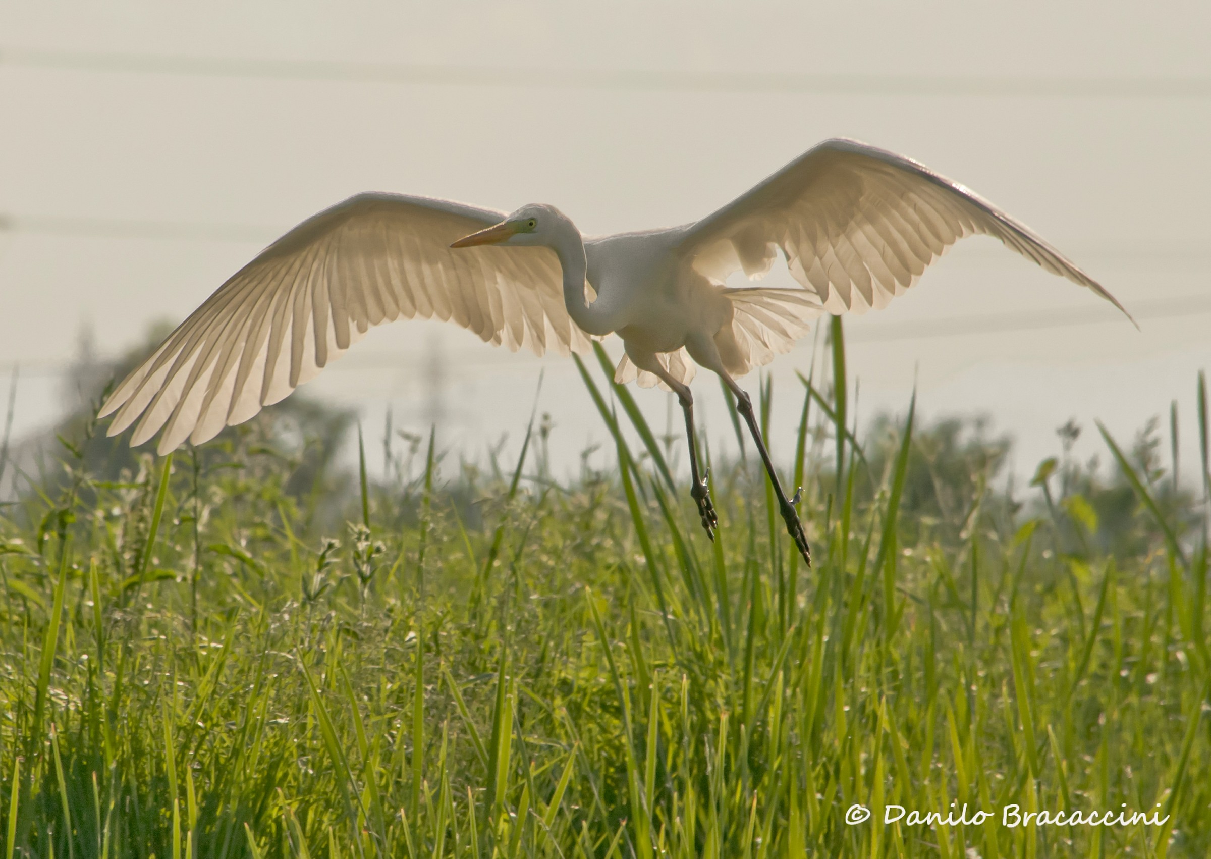 Bianco...ma non troppo!