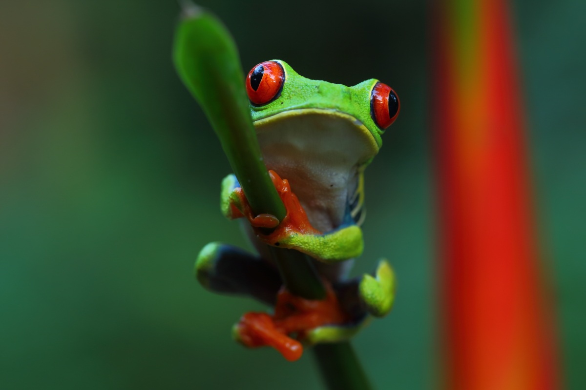 Rana dagli occhi rossi