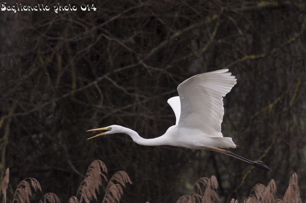 Il bianco nella pioggia