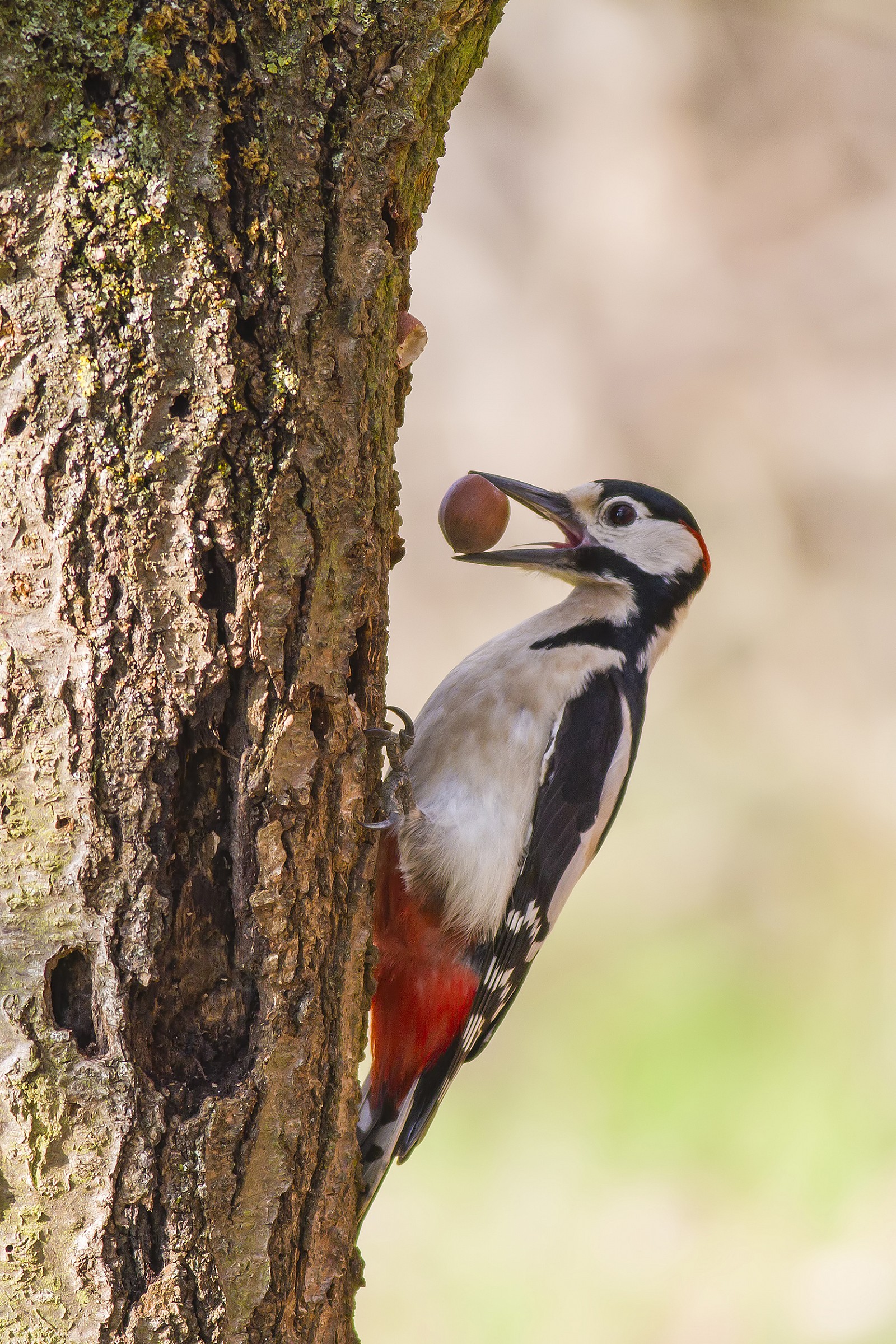 picchio rosso maggioe
