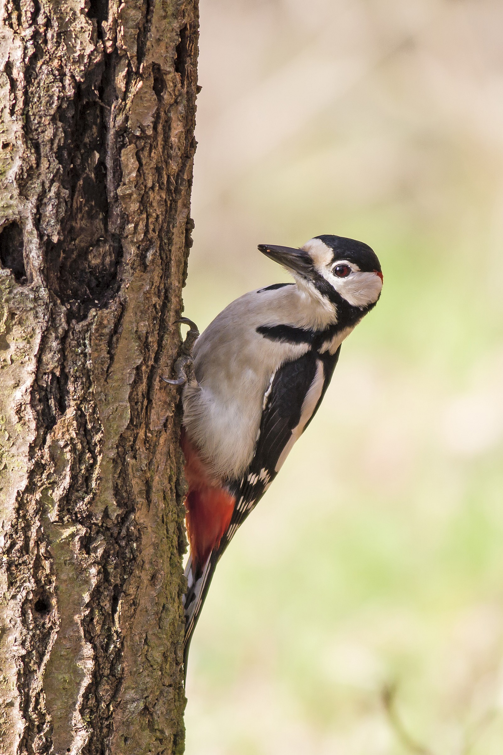 picchio rosso maggiore