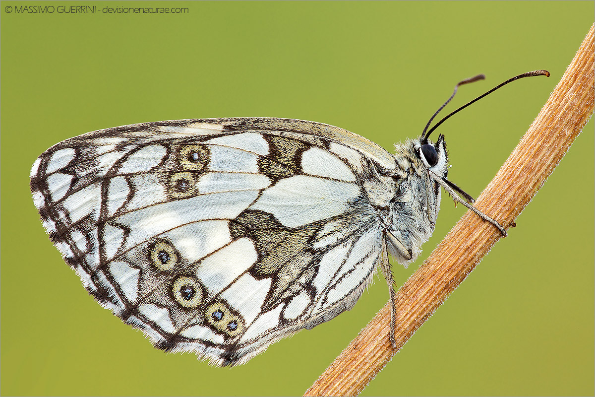 The Marbled White