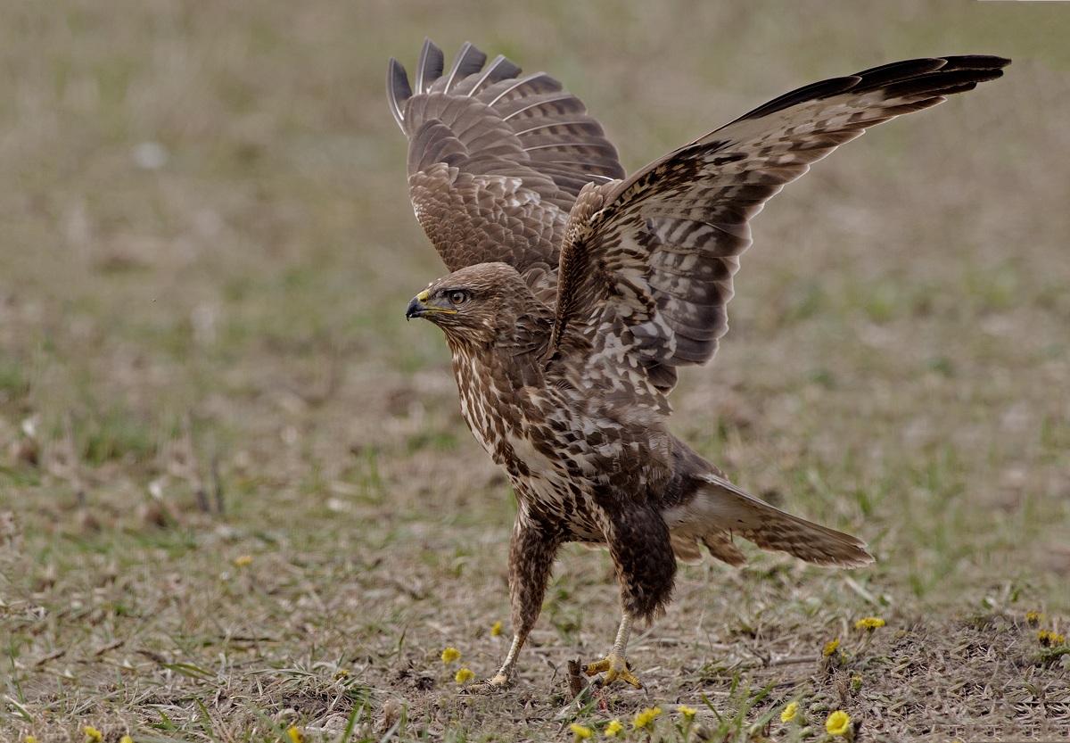 Buzzard
