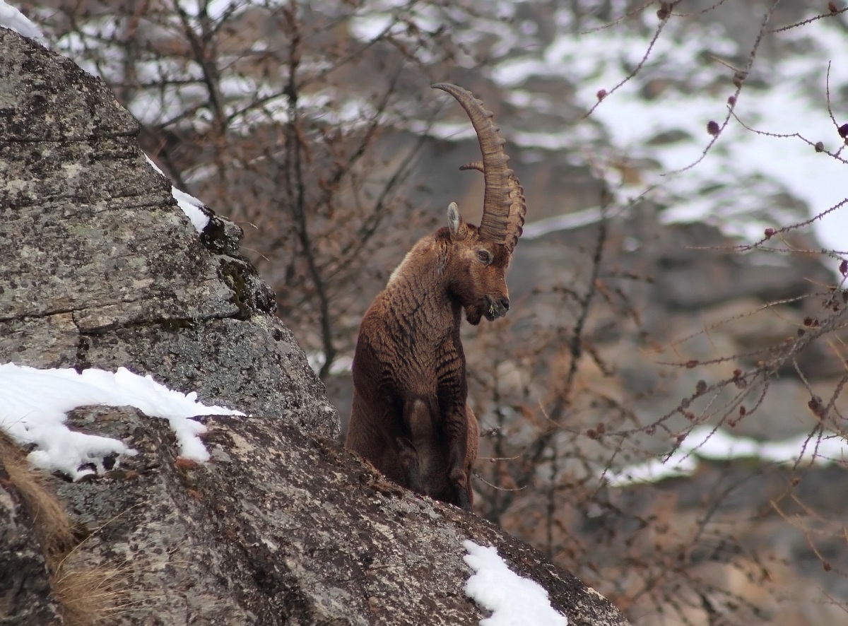 ibex