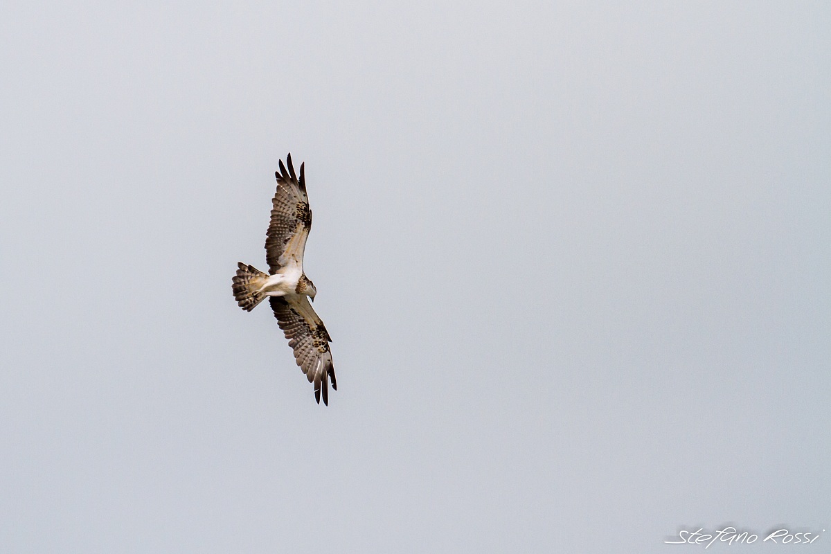 Osprey hunting in