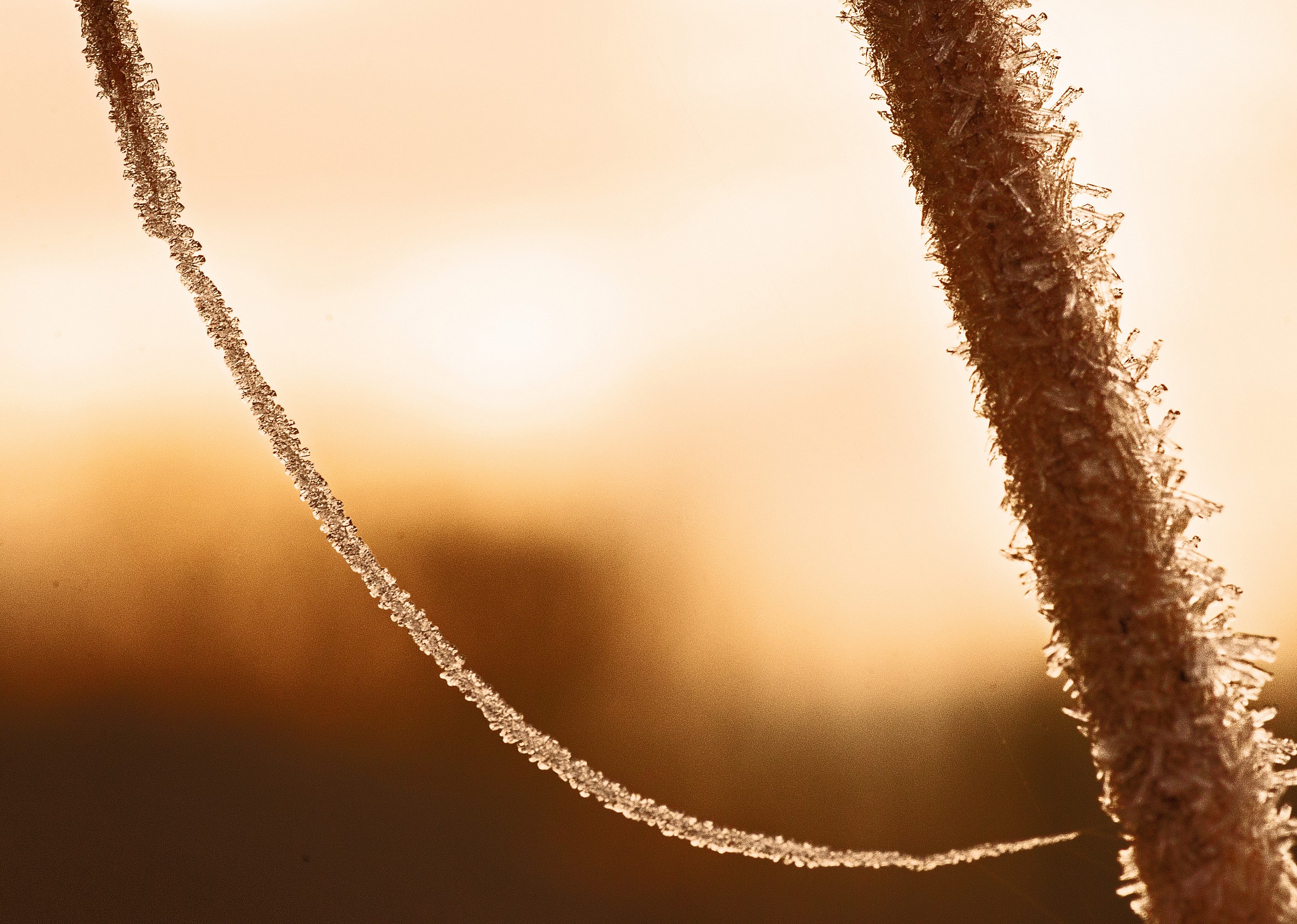 Cristalli di ghiaccio su erba al sorgere del sole