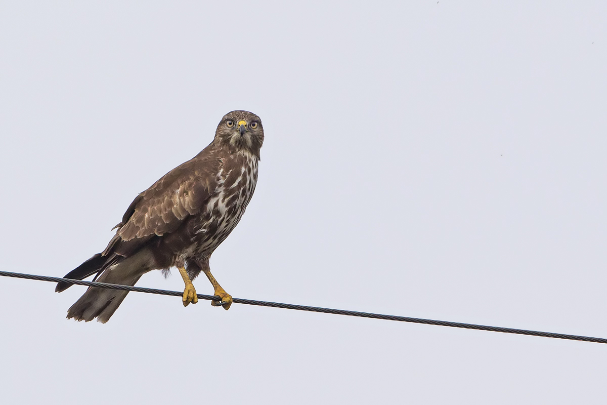 poiana troppo lontana