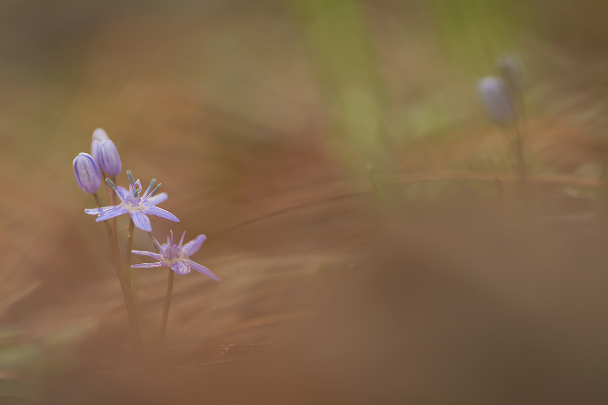 Scilla bifolia
