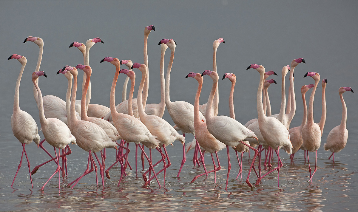 fenicotteri in parata la sera