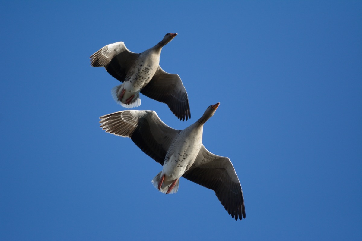 Geese in flight