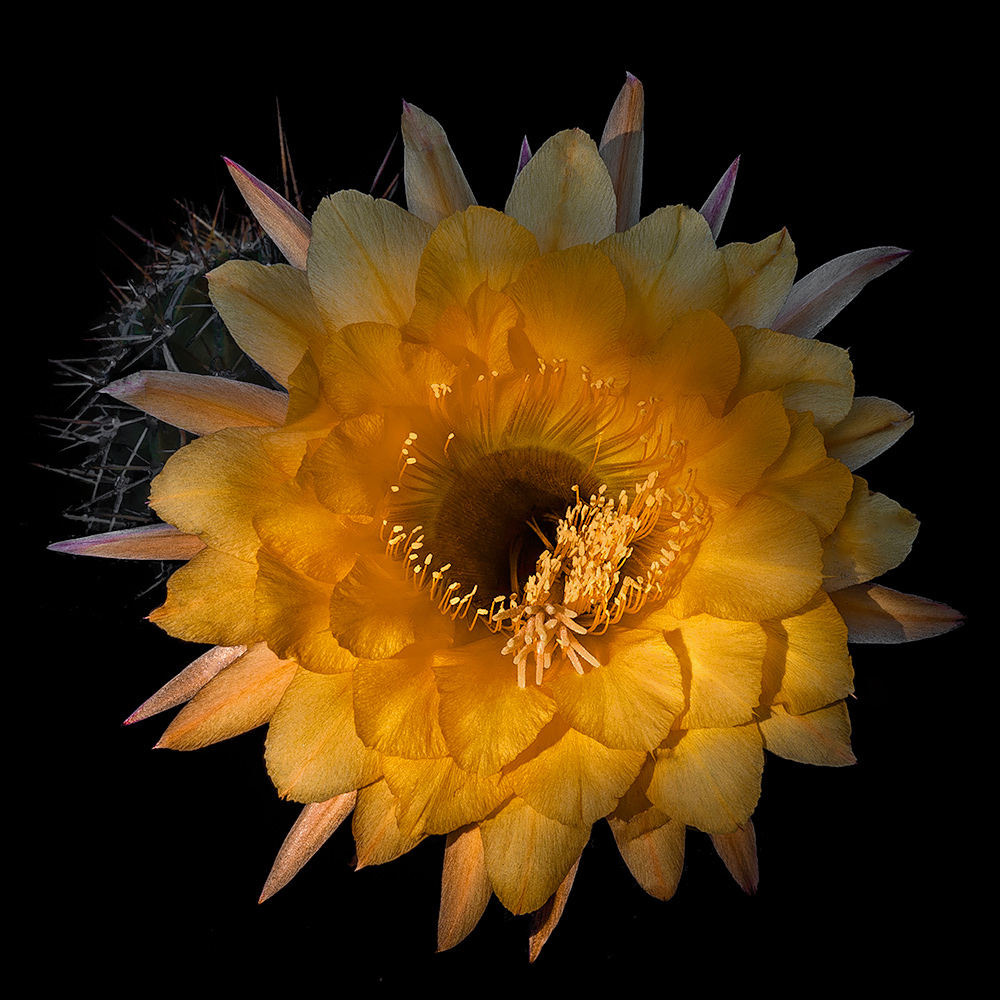 Luci e ombre sull'echinopsis