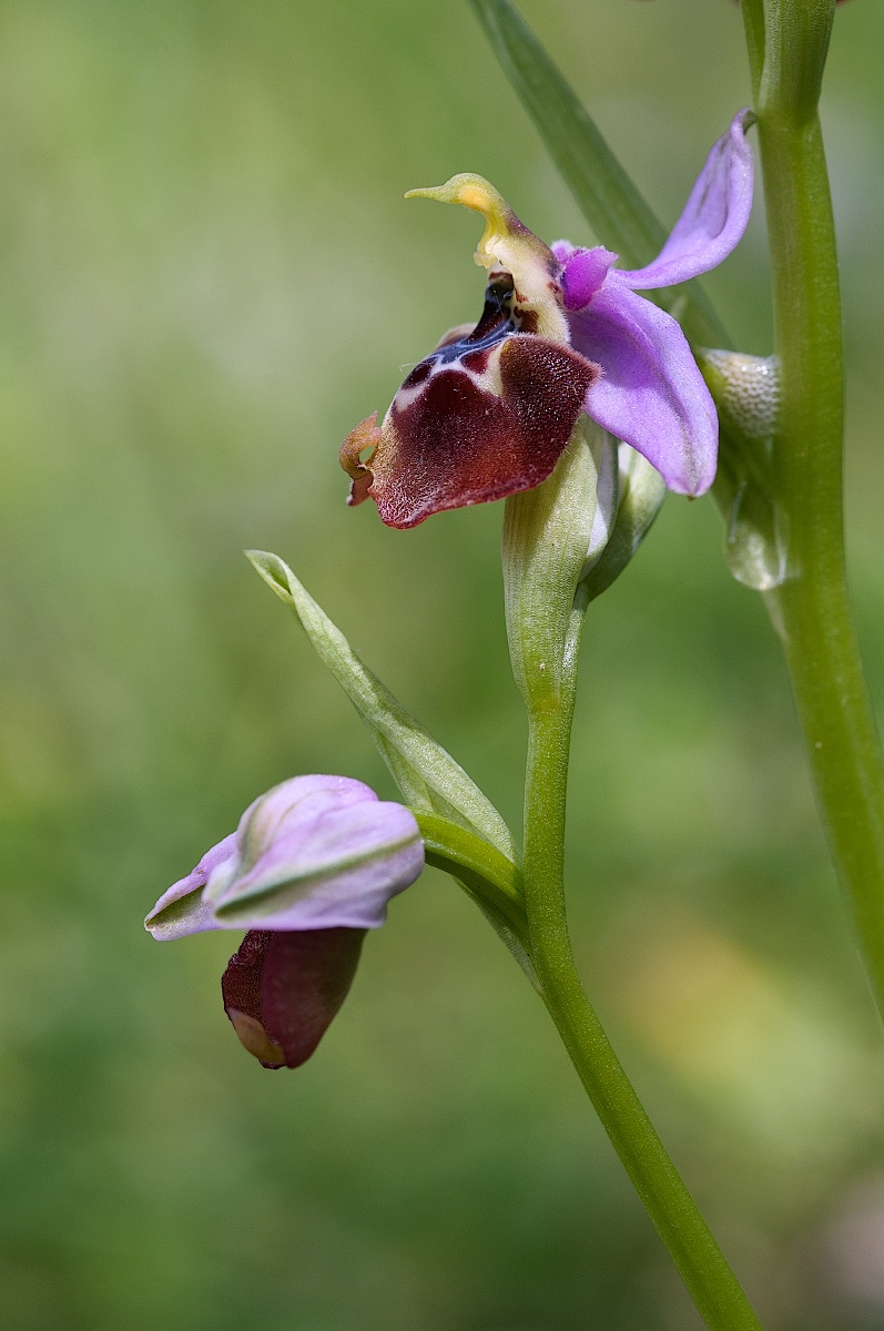 Ophrys calliantha