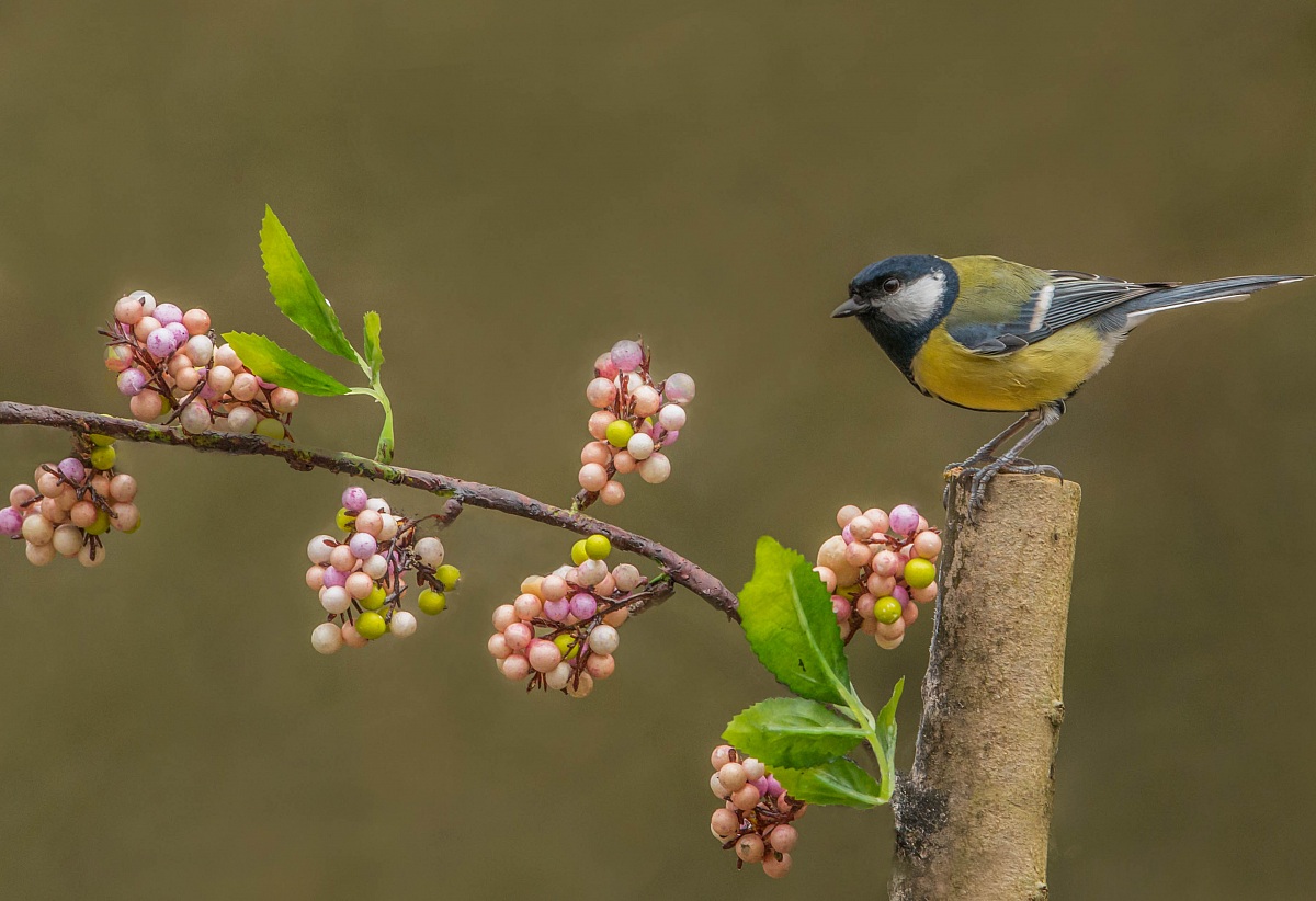 Cincia doppiamente allegra