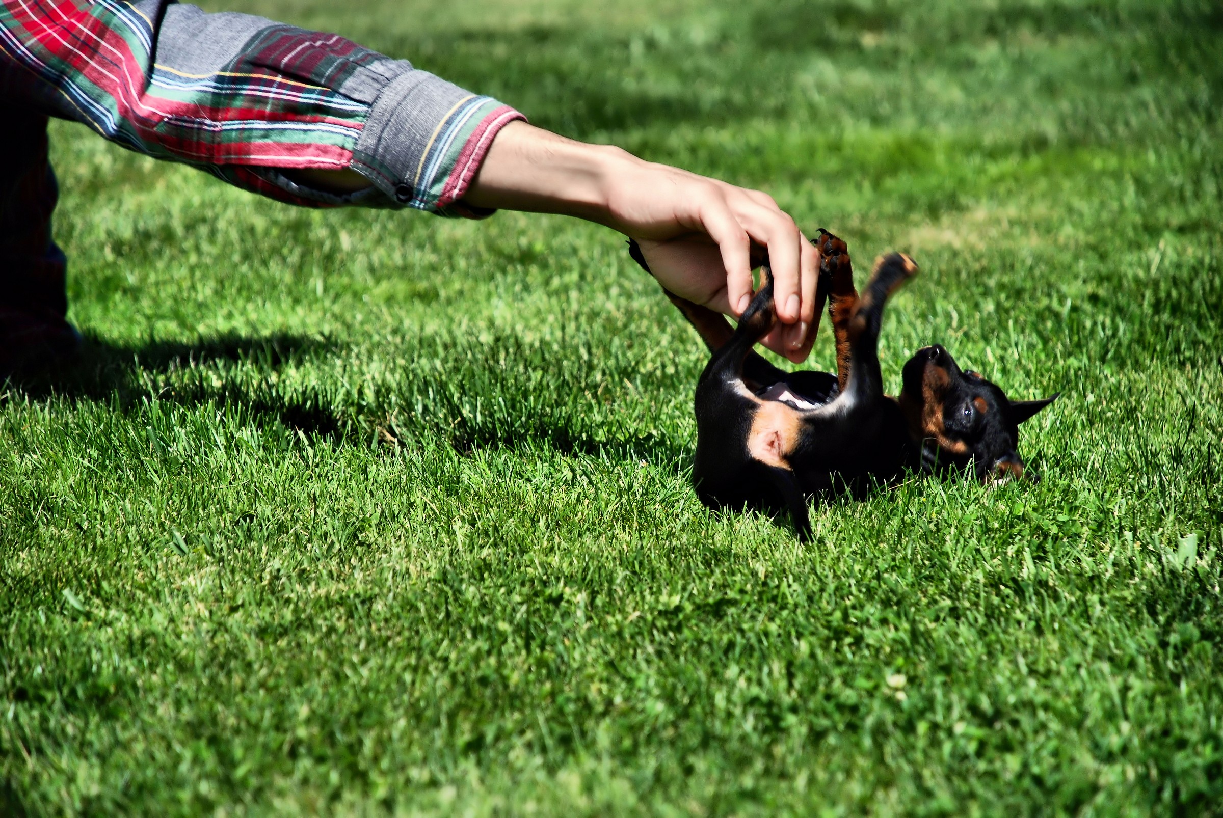 sem piccolo...ma grande amico