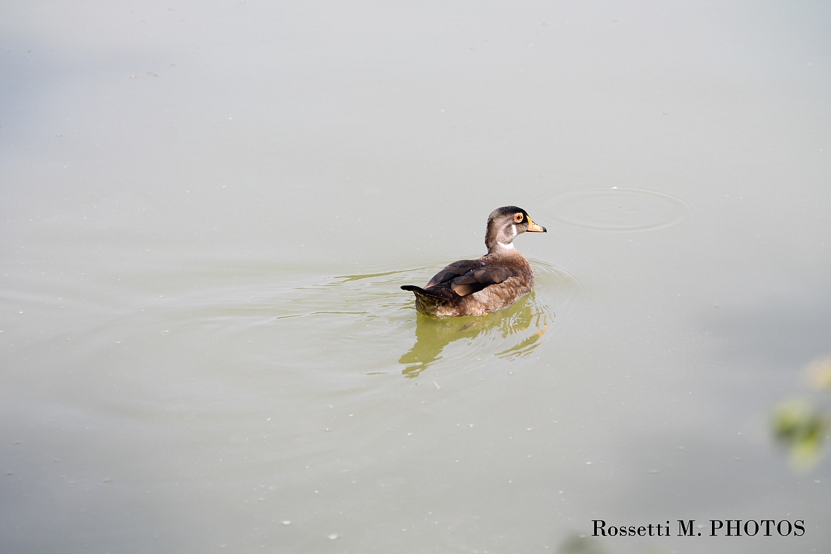 un piacevole giorno d'estate..