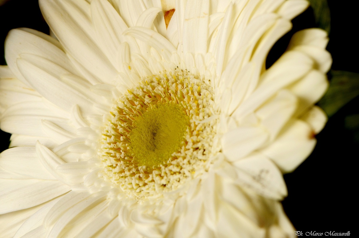 Gerbera