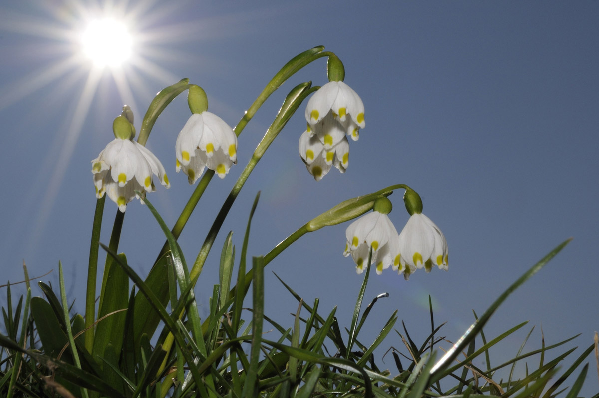 Campanellini di primavera