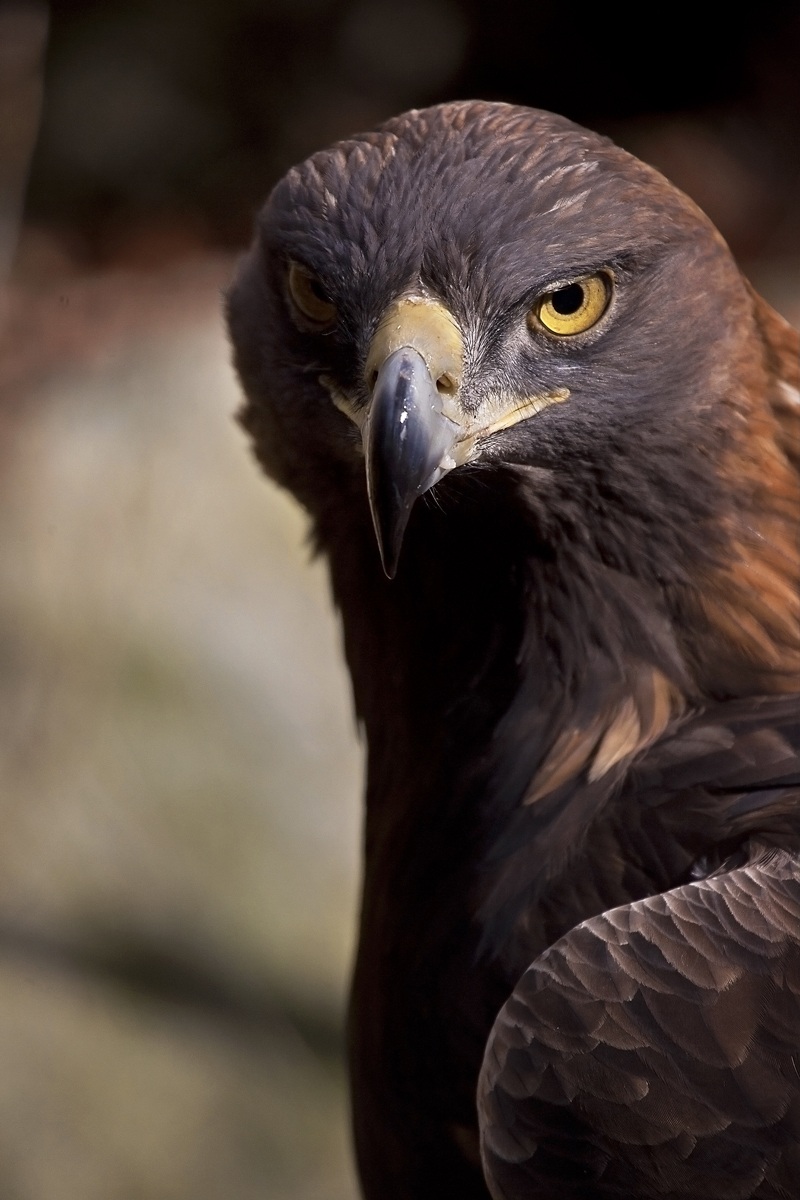 Golden Eagle ... Portrait